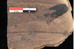 Foto (Detailsansicht) von Quercus palaeoilex Ettingshausen (NHMW-GEO-2024-0188-0886)